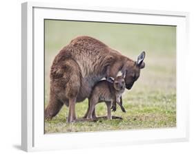 Kangaroo Island Grey Kangaroo (Macropus Fuliginosus) With Joey, Kelly Hill Conservation, Australia-Thorsten Milse-Framed Photographic Print