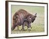 Kangaroo Island Grey Kangaroo (Macropus Fuliginosus) With Joey, Kelly Hill Conservation, Australia-Thorsten Milse-Framed Photographic Print