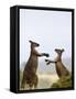 Kangaroo Island Grey Kangaroos (Macropus Fuliginosus), Lathami Conservation Park, Australia-Thorsten Milse-Framed Stretched Canvas