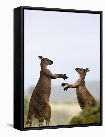 Kangaroo Island Grey Kangaroos (Macropus Fuliginosus), Lathami Conservation Park, Australia-Thorsten Milse-Framed Stretched Canvas