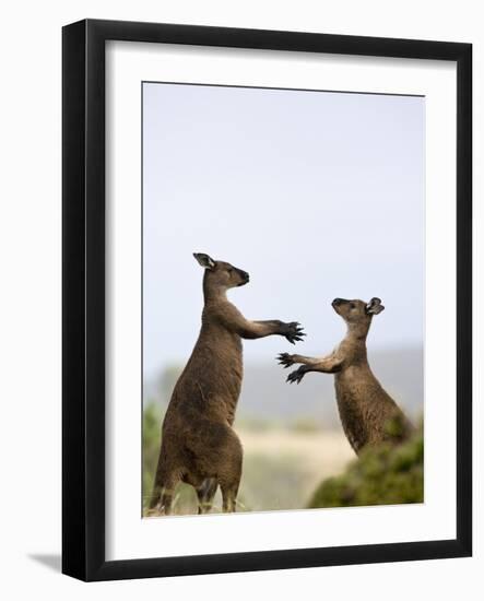 Kangaroo Island Grey Kangaroos (Macropus Fuliginosus), Lathami Conservation Park, Australia-Thorsten Milse-Framed Photographic Print