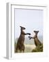 Kangaroo Island Grey Kangaroos (Macropus Fuliginosus), Lathami Conservation Park, Australia-Thorsten Milse-Framed Photographic Print