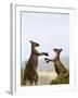 Kangaroo Island Grey Kangaroos (Macropus Fuliginosus), Lathami Conservation Park, Australia-Thorsten Milse-Framed Photographic Print