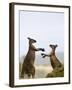 Kangaroo Island Grey Kangaroos (Macropus Fuliginosus), Lathami Conservation Park, Australia-Thorsten Milse-Framed Photographic Print