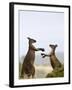 Kangaroo Island Grey Kangaroos (Macropus Fuliginosus), Lathami Conservation Park, Australia-Thorsten Milse-Framed Photographic Print