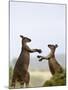 Kangaroo Island Grey Kangaroos (Macropus Fuliginosus), Lathami Conservation Park, Australia-Thorsten Milse-Mounted Photographic Print