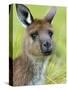 Kangaroo Island Kangaroo, (Macropus Fuliginosus), Flinders Chase N.P., South Australia, Australia-Thorsten Milse-Stretched Canvas