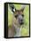 Kangaroo Island Kangaroo, (Macropus Fuliginosus), Flinders Chase N.P., South Australia, Australia-Thorsten Milse-Framed Stretched Canvas