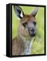 Kangaroo Island Kangaroo, (Macropus Fuliginosus), Flinders Chase N.P., South Australia, Australia-Thorsten Milse-Framed Stretched Canvas