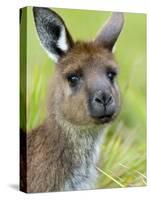 Kangaroo Island Kangaroo, (Macropus Fuliginosus), Flinders Chase N.P., South Australia, Australia-Thorsten Milse-Stretched Canvas