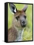 Kangaroo Island Kangaroo, (Macropus Fuliginosus), Flinders Chase N.P., South Australia, Australia-Thorsten Milse-Framed Stretched Canvas