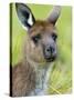 Kangaroo Island Kangaroo, (Macropus Fuliginosus), Flinders Chase N.P., South Australia, Australia-Thorsten Milse-Stretched Canvas
