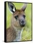 Kangaroo Island Kangaroo, (Macropus Fuliginosus), Flinders Chase N.P., South Australia, Australia-Thorsten Milse-Framed Stretched Canvas