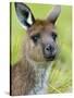 Kangaroo Island Kangaroo, (Macropus Fuliginosus), Flinders Chase N.P., South Australia, Australia-Thorsten Milse-Stretched Canvas