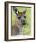 Kangaroo Island Kangaroo, (Macropus Fuliginosus), Flinders Chase N.P., South Australia, Australia-Thorsten Milse-Framed Photographic Print