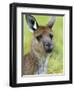 Kangaroo Island Kangaroo, (Macropus Fuliginosus), Flinders Chase N.P., South Australia, Australia-Thorsten Milse-Framed Photographic Print