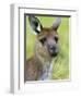 Kangaroo Island Kangaroo, (Macropus Fuliginosus), Flinders Chase N.P., South Australia, Australia-Thorsten Milse-Framed Photographic Print