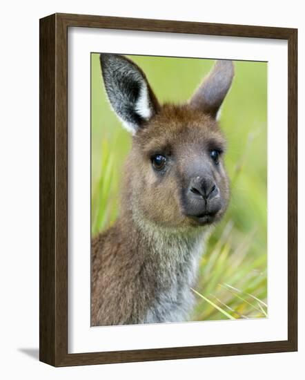 Kangaroo Island Kangaroo, (Macropus Fuliginosus), Flinders Chase N.P., South Australia, Australia-Thorsten Milse-Framed Photographic Print