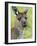 Kangaroo Island Kangaroo, (Macropus Fuliginosus), Flinders Chase N.P., South Australia, Australia-Thorsten Milse-Framed Photographic Print