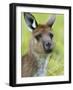 Kangaroo Island Kangaroo, (Macropus Fuliginosus), Flinders Chase N.P., South Australia, Australia-Thorsten Milse-Framed Photographic Print