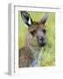 Kangaroo Island Kangaroo, (Macropus Fuliginosus), Flinders Chase N.P., South Australia, Australia-Thorsten Milse-Framed Photographic Print