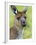 Kangaroo Island Kangaroo, (Macropus Fuliginosus), Flinders Chase N.P., South Australia, Australia-Thorsten Milse-Framed Photographic Print