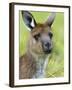 Kangaroo Island Kangaroo, (Macropus Fuliginosus), Flinders Chase N.P., South Australia, Australia-Thorsten Milse-Framed Photographic Print