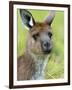 Kangaroo Island Kangaroo, (Macropus Fuliginosus), Flinders Chase N.P., South Australia, Australia-Thorsten Milse-Framed Photographic Print