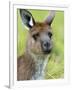 Kangaroo Island Kangaroo, (Macropus Fuliginosus), Flinders Chase N.P., South Australia, Australia-Thorsten Milse-Framed Photographic Print