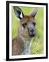 Kangaroo Island Kangaroo, (Macropus Fuliginosus), Flinders Chase N.P., South Australia, Australia-Thorsten Milse-Framed Photographic Print