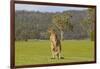 Kangaroo Look-Incredi-Framed Giclee Print