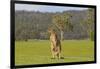 Kangaroo Look-Incredi-Framed Giclee Print