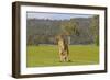 Kangaroo Look-Incredi-Framed Giclee Print