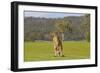 Kangaroo Look-Incredi-Framed Giclee Print