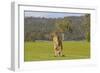 Kangaroo Look-Incredi-Framed Giclee Print