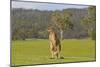 Kangaroo Look-Incredi-Mounted Giclee Print