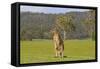 Kangaroo Look-Incredi-Framed Stretched Canvas