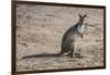 Kangaroo (macropods), Lone Pine Sanctuary, Brisbane, Queensland, Australia, Pacific-Michael Runkel-Framed Photographic Print