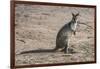 Kangaroo (macropods), Lone Pine Sanctuary, Brisbane, Queensland, Australia, Pacific-Michael Runkel-Framed Photographic Print