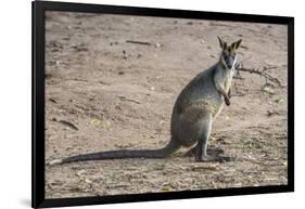 Kangaroo (macropods), Lone Pine Sanctuary, Brisbane, Queensland, Australia, Pacific-Michael Runkel-Framed Photographic Print
