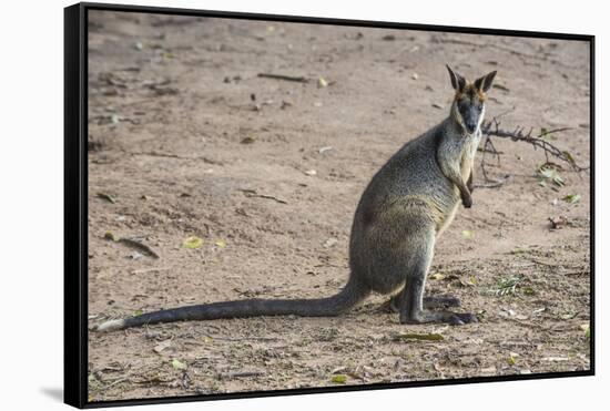 Kangaroo (macropods), Lone Pine Sanctuary, Brisbane, Queensland, Australia, Pacific-Michael Runkel-Framed Stretched Canvas