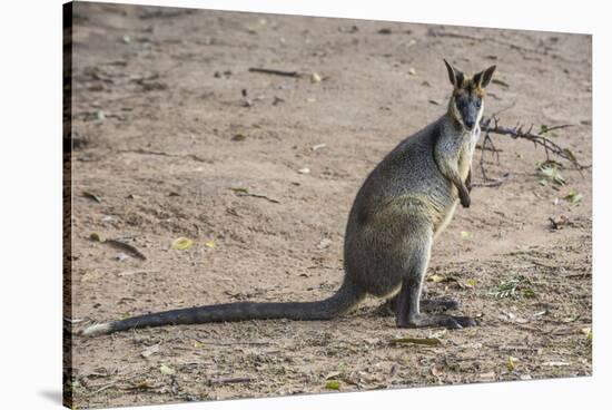 Kangaroo (macropods), Lone Pine Sanctuary, Brisbane, Queensland, Australia, Pacific-Michael Runkel-Stretched Canvas