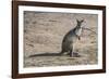 Kangaroo (macropods), Lone Pine Sanctuary, Brisbane, Queensland, Australia, Pacific-Michael Runkel-Framed Photographic Print