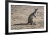 Kangaroo (macropods), Lone Pine Sanctuary, Brisbane, Queensland, Australia, Pacific-Michael Runkel-Framed Photographic Print