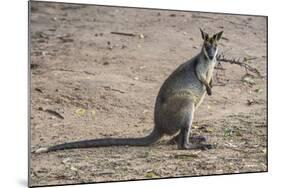 Kangaroo (macropods), Lone Pine Sanctuary, Brisbane, Queensland, Australia, Pacific-Michael Runkel-Mounted Photographic Print