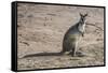 Kangaroo (macropods), Lone Pine Sanctuary, Brisbane, Queensland, Australia, Pacific-Michael Runkel-Framed Stretched Canvas