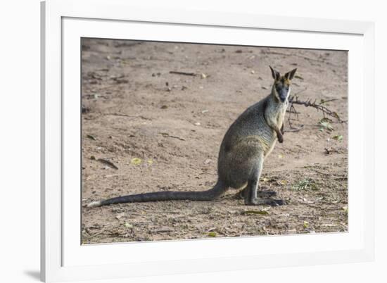 Kangaroo (macropods), Lone Pine Sanctuary, Brisbane, Queensland, Australia, Pacific-Michael Runkel-Framed Photographic Print