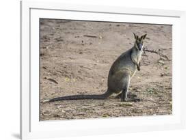 Kangaroo (macropods), Lone Pine Sanctuary, Brisbane, Queensland, Australia, Pacific-Michael Runkel-Framed Photographic Print