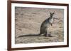 Kangaroo (macropods), Lone Pine Sanctuary, Brisbane, Queensland, Australia, Pacific-Michael Runkel-Framed Photographic Print