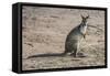 Kangaroo (macropods), Lone Pine Sanctuary, Brisbane, Queensland, Australia, Pacific-Michael Runkel-Framed Stretched Canvas